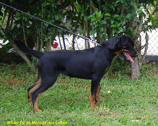 Wicky z da Morada dos Lobos