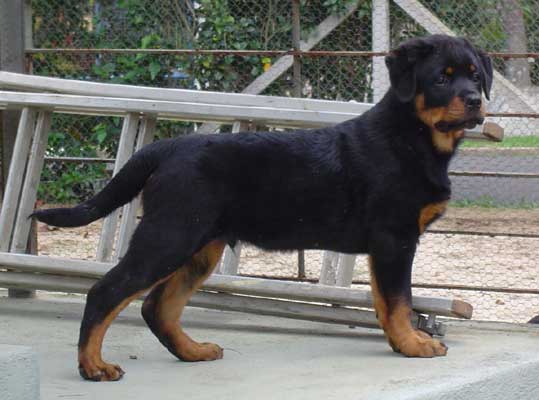 Winner z da Morada dos Lobos