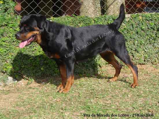 Ytta da Morada dos Lobos