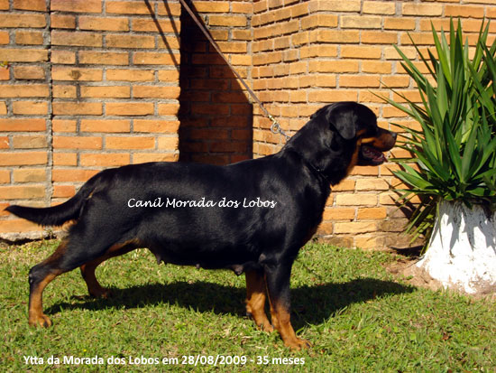 Ytta da Morada dos Lobos