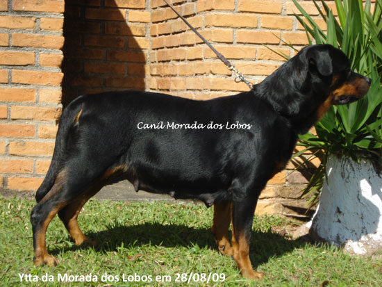 Ytta da Morada dos Lobos