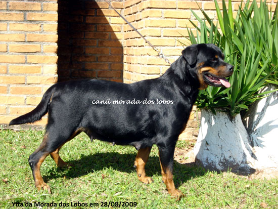 Ytta da Morada dos Lobos
